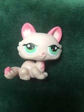 Petshop chat sphynx - chat,