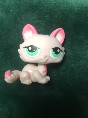 Petshop chat sphynx - chat,