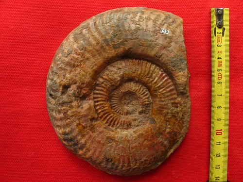 Ammonites toarcien - 3,