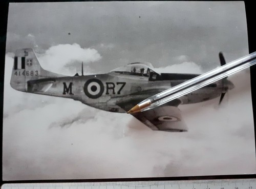North american mustang - american,