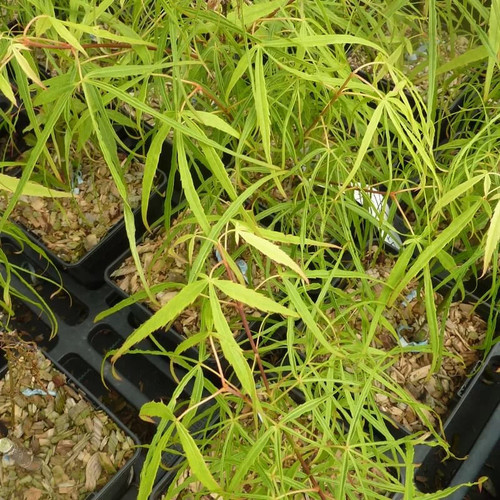 Acer palmatum koto - 'koto-no-ito',