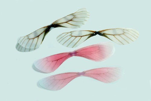 Inwaria organza ailes ange - inwaria,