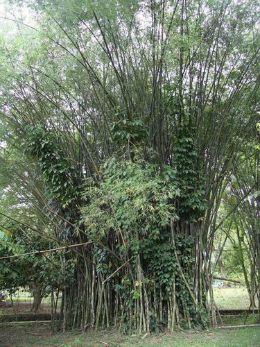 Graines bambusa polymorpha - graines,