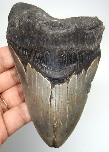 Megalodon shark tooth real - shark,
