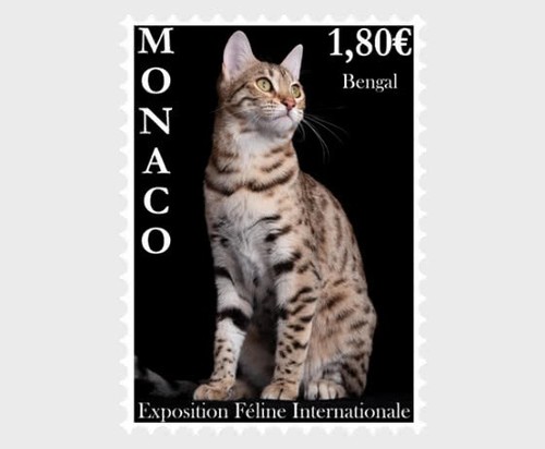 Monaco 2023 cats - 2023, bengal