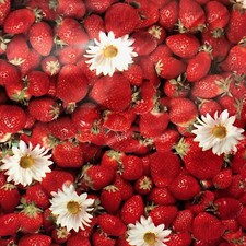 Toile Cirée Nappe Table au