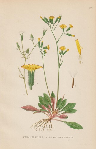 Pippau crepis multiflora - pippau,