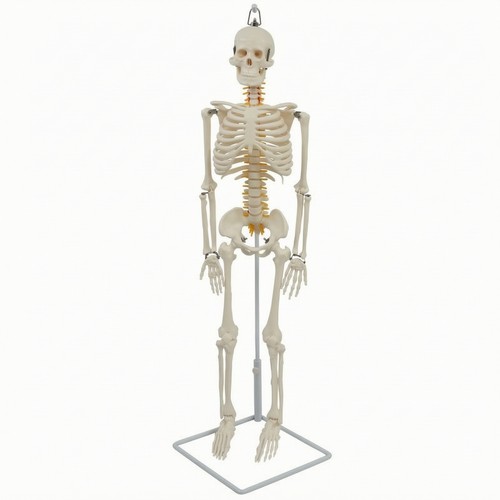 Squelette humain suspendu - squelette,