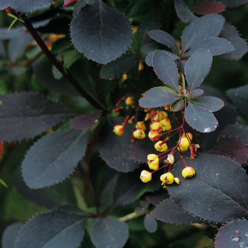 Berberis atropurpurea 1l - 'atropurpurea',