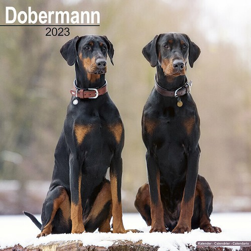 Calendrier 2023 doberman - 2023,