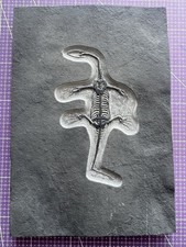 Reptile marin-🦎Fossile