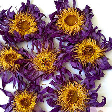 Fleur de lotus bleue séchée