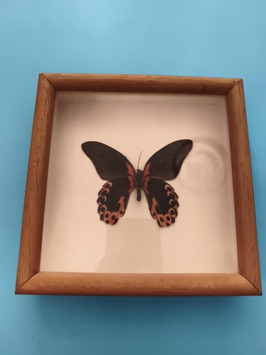Papillon naturalisé sous