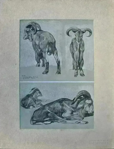 Mathurin meheut mouflon - meheut:,
