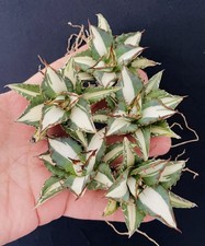 RARE!! AGAVE TITANOTA