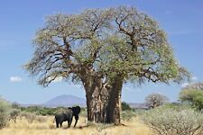 AFRICAN BAOBAB - ADANSONIA