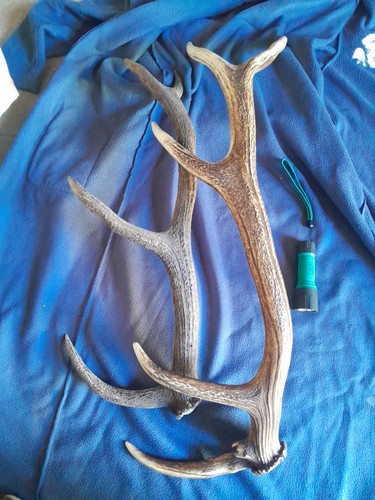 Paire bois cerf - 12, cors