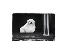 Coton De Tulear, Baumwollhund