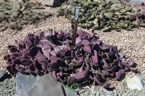 Opuntia aurea chocolate - x, 'chocolate