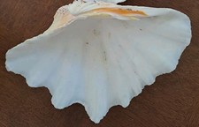 Ancien Coquillage Bénitier L 22 cm  cabinet De Curiosité 