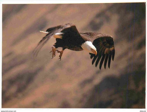 Carte postale animaux - carte,