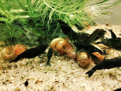 Crevettes green jade dark - green,