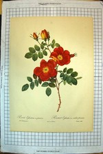 Old Antique Print Colour Flowers Rosa Eglanteria Rosier Couleur Ponceau