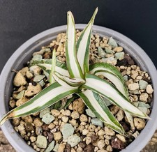 VERY RARE!! Agave Victoriae