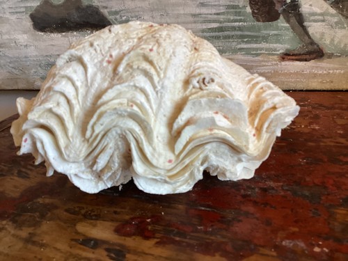 Coquillage benitier bivalve - ,