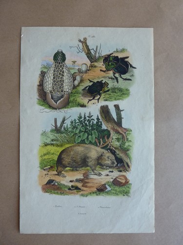 Gravure couleurs xixe - ++,