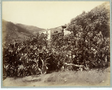 Italy, Messina, Figuiers de Barbarie Vintage Albumen Print.  Albumen Print