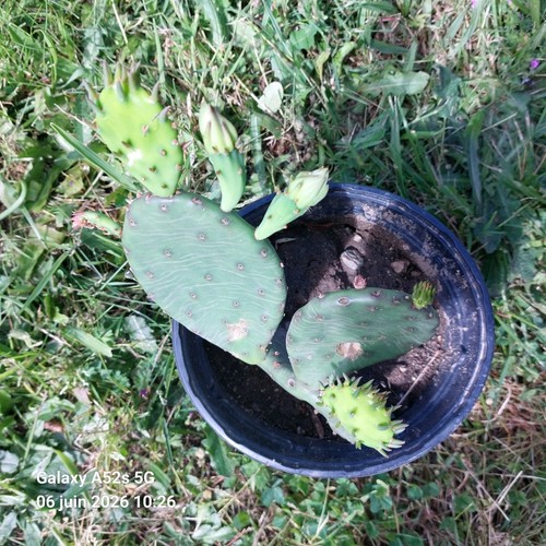 Figuier barbarie cactus - figuier,