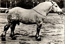 CHEVAL TRAIT DU MAINE  CPSM