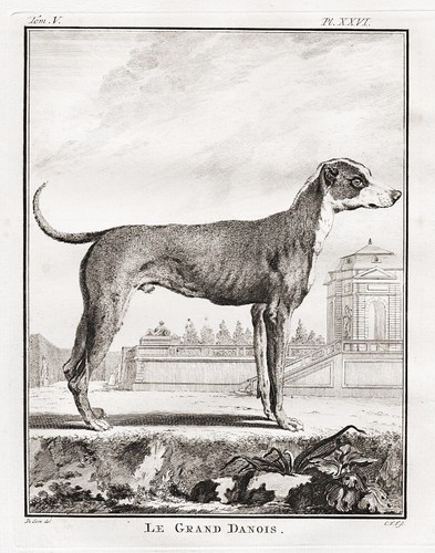 Dogue allemand great dane - dogue,