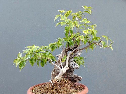 Bonsaï bougainvillier 20 - x,