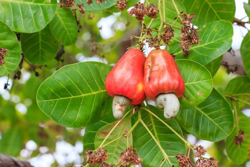 Noix cajou arbre - cajou,