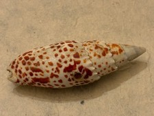 Coquillage de collection