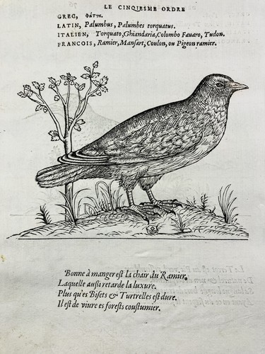 Pigeon ramier 1557 - pic, vert