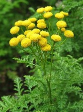 3000 Graines de Tanaisie