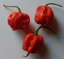 Graines de piment Carolina