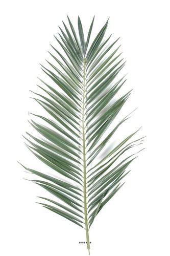 Feuille palmier - feuille,