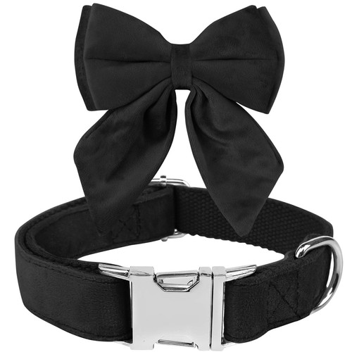 Noeud papillon chiens collier - papillon, chiens,