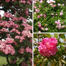 Rosa banksiae 'Rosea Plena' -