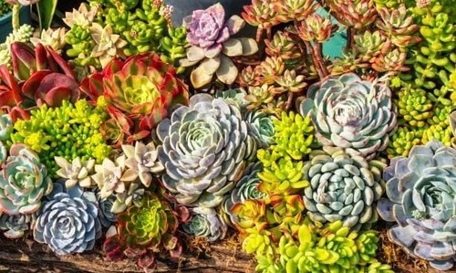 Gros lot surprise plantes - lot, surprise-plantes
