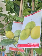 Citronnier doux de deux ans