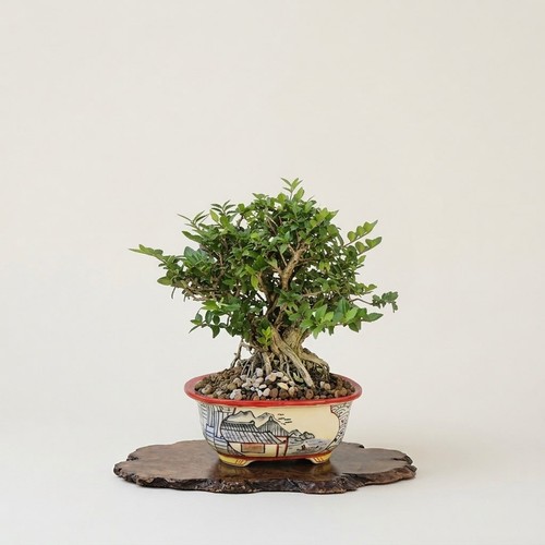 Bonsaï lonicera shoin dans - bonsaï,
