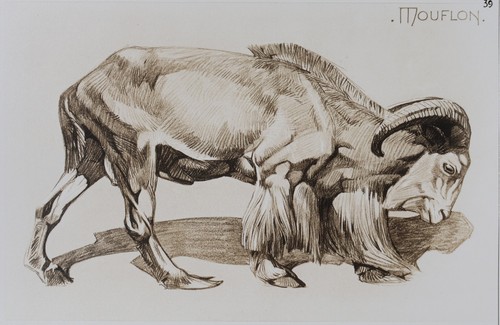 Mathurin meheut le mouflon - :,