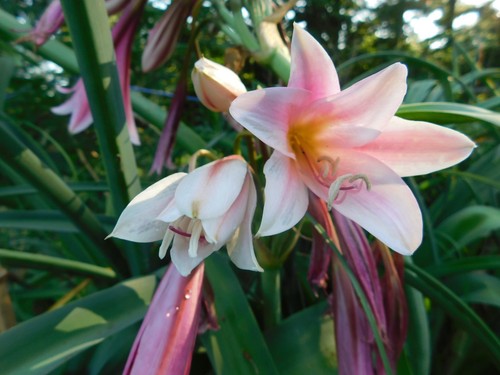 Crinum - 22, (500
