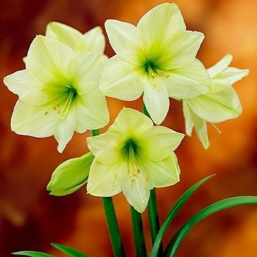 Lemon star double flowering - lemon,