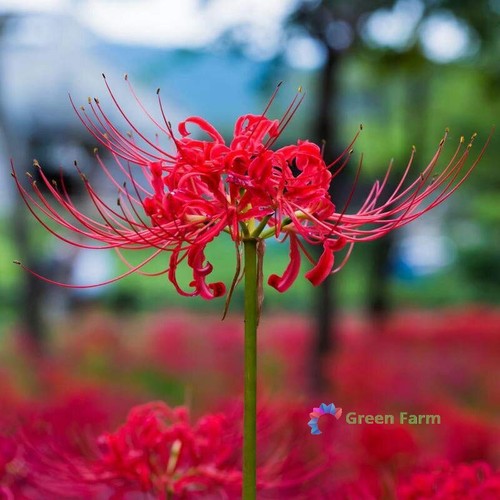 Bulbs lycoris hurricane - 3,